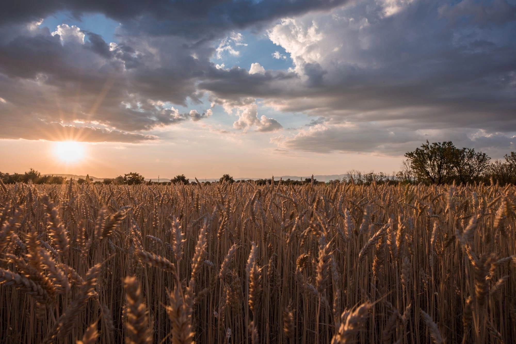 Golden Fields produce and spreads